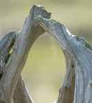 DSC_3061SharpNormalFullSizeCrop