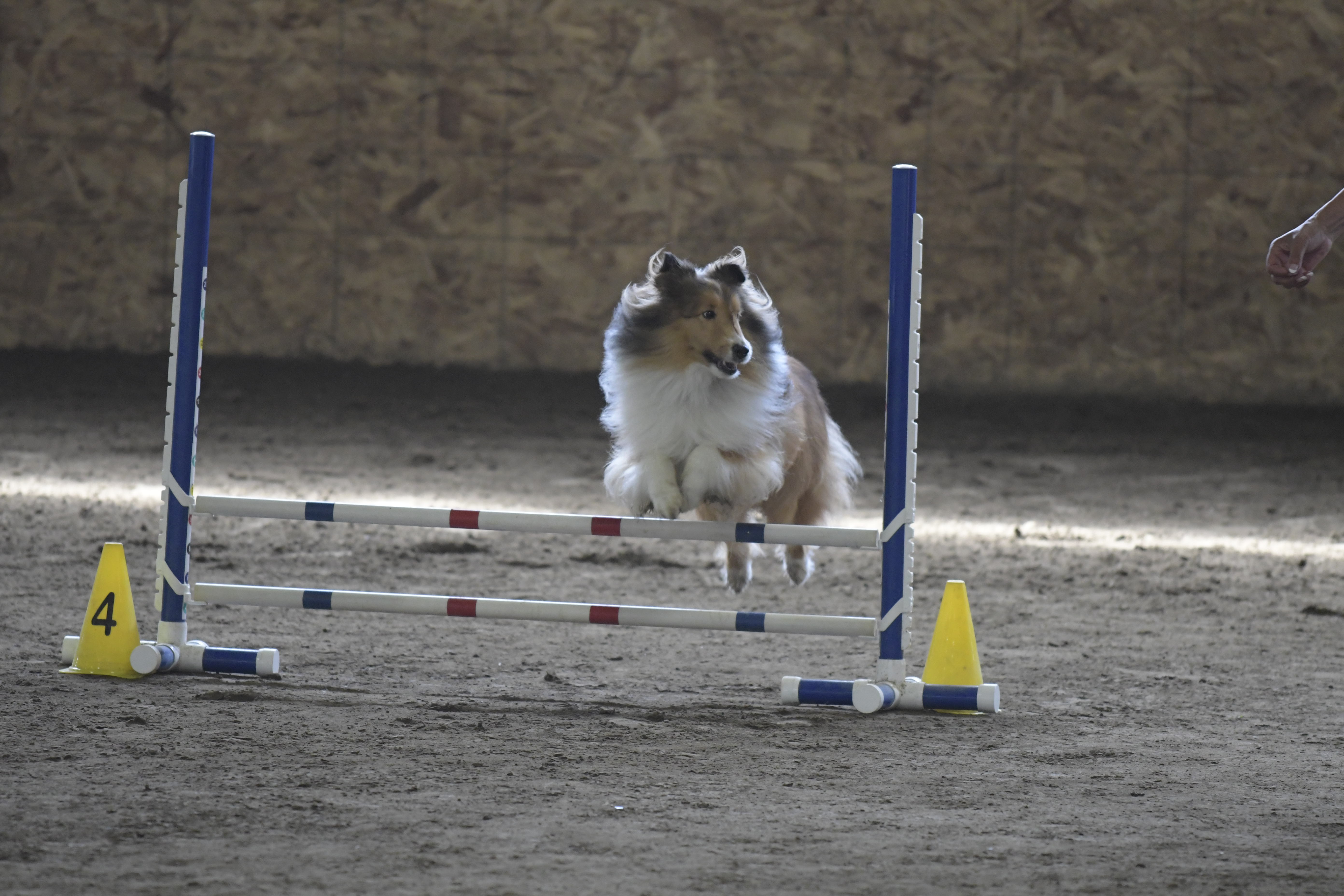 D500 Indoor Dog Agility, Crummy Light, ISO 8000 and under: Nikon Pro DX ...